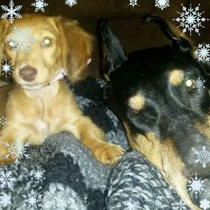 Meet your Posher, Heidi